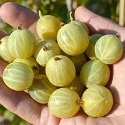 Крыжовник БЕРИЛЛ — описание сорта Крыжовник БЕРИЛЛ в Чите