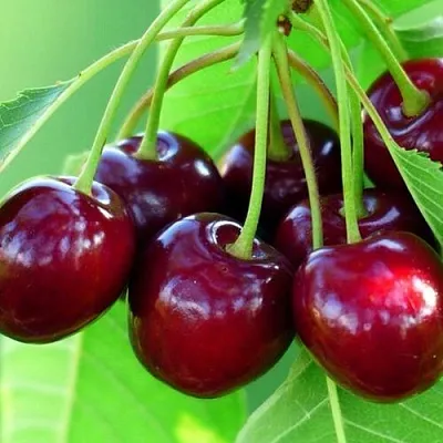 Вишня ВЯНОК  Вишня ВЯНОК в Чите