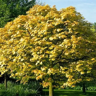 Клен ложноплатановый в Чите