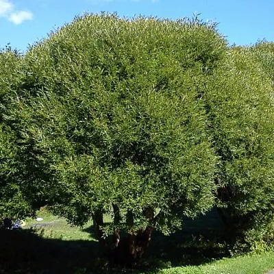 Ива ломкая  в Чите