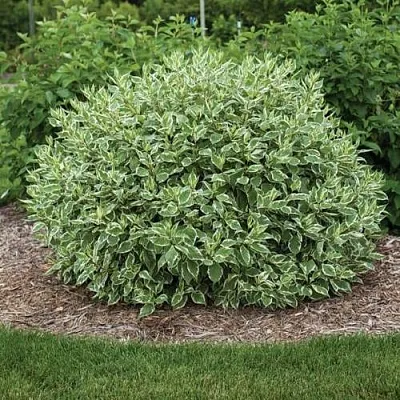 Дерен ЭЛЕГАНТИССИМА белый в Чите