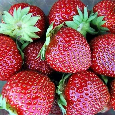 Клубника МАЛЬВИНА  Клубника МАЛЬВИНА в Чите