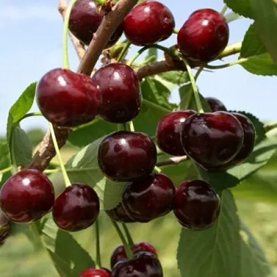 Вишня ГРИОТ БЕЛОРУССКИЙ  Вишня ГРИОТ БЕЛОРУССКИЙ в Чите