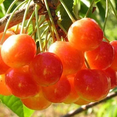 Черешня СОПЕРНИЦА  Черешня СОПЕРНИЦА в Чите