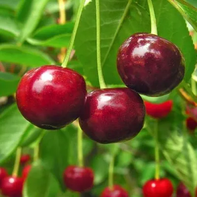 Вишня УЙФЕХЕРТОЙ ФЮРТОШ  Вишня УЙФЕХЕРТОЙ ФЮРТОШ в Чите