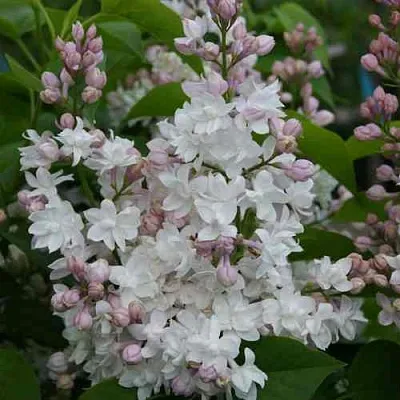 Сирень КРАСАВИЦА МОСКВЫ  Сирень КРАСАВИЦА МОСКВЫ в Чите