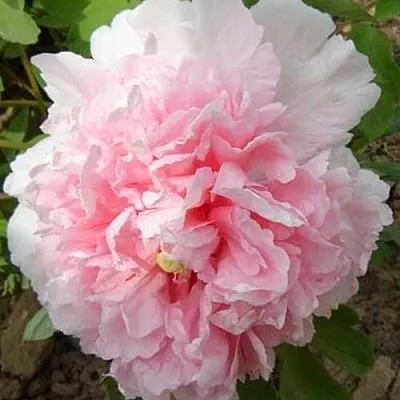 Пион БУКЕТ РОЗОВЫХ ГВОЗДИК древовидный  Пион БУКЕТ РОЗОВЫХ ГВОЗДИК древовидный в Чите