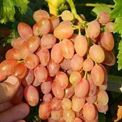 Виноград КИШМИШ ЛУЧИСТЫЙ  Виноград КИШМИШ ЛУЧИСТЫЙ в Чите