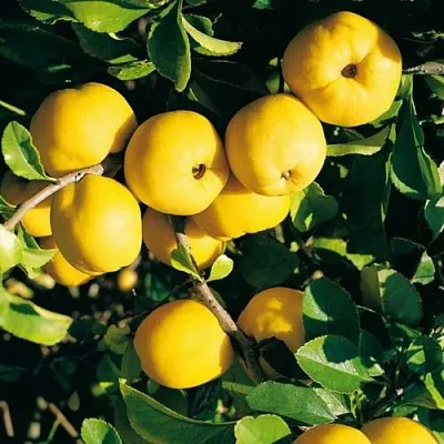 Айва ЦЕЗАРЬ в Чите