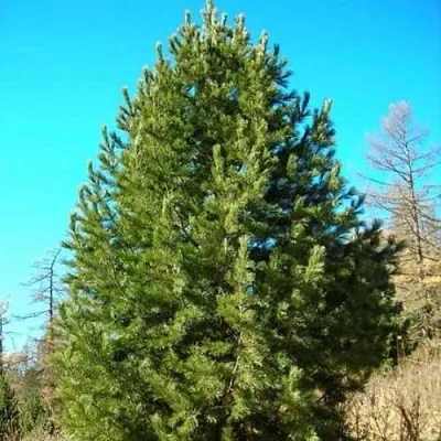 Сосна кедровая сибирская  Сосна кедровая сибирская в Чите