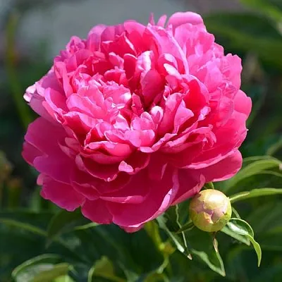 Пион БУШЕЛА травянистый  Пион БУШЕЛА травянистый в Чите