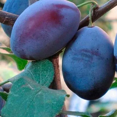 Слива СМОЛИНКА в Чите