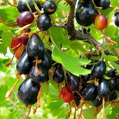 Смородина золотистая БОКАЛИНСКАЯ в Чите