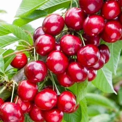 Вишня МАЛЮТКА колонновидная  Вишня МАЛЮТКА колонновидная в Чите