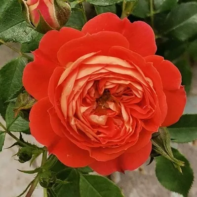 Саженцы роз СТАРЛЕТ РОУЗ КАРМЕН плетистая  Саженцы роз СТАРЛЕТ РОУЗ КАРМЕН плетистая в Чите