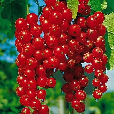 саженцы смородины