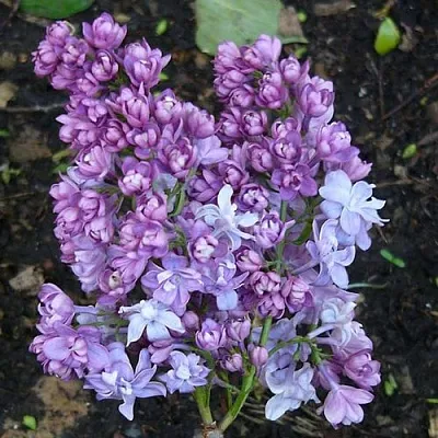 Сирень НАДЕЖДА  Сирень НАДЕЖДА в Чите