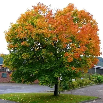 Клен остролистный в Чите