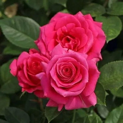 Саженцы роз ЛАВ ЛЕТТЕР флорибунда  Саженцы роз ЛАВ ЛЕТТЕР флорибунда в Чите