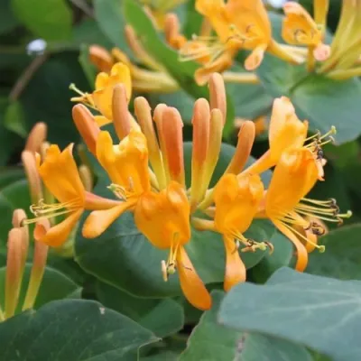 Жимолость ТЕЛЬМАНА в Чите