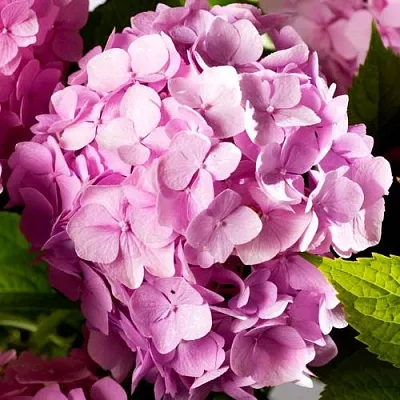 Гортензия БУКЕТ РОУЗ крупнолистная  Гортензия БУКЕТ РОУЗ крупнолистная в Чите