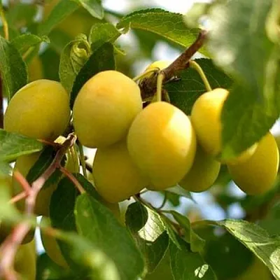 Слива ОЧАКОВСКАЯ ЖЕЛТАЯ  Слива ОЧАКОВСКАЯ ЖЕЛТАЯ в Чите