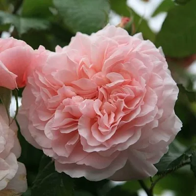 Саженцы роз РОЗ ДЕ ТОЛБИАК плетистая  Саженцы роз РОЗ ДЕ ТОЛБИАК плетистая в Чите