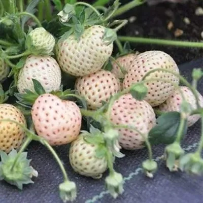 Клубника АНАНАСА ремонтантная в Чите