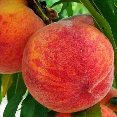 Персик ЗОЛОТОЙ ЮБИЛЕЙ  Персик ЗОЛОТОЙ ЮБИЛЕЙ в Чите