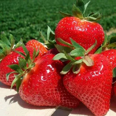 Клубника ДЖОЛИ  Клубника ДЖОЛИ в Чите