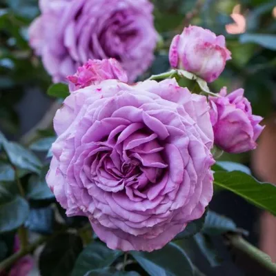 Саженцы роз СИЛЬВЕР КВИК плетистая в Чите