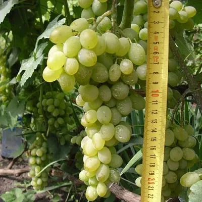 Виноград АНАНАСНЫЙ РАННИЙ в Чите