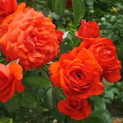 Саженцы роз МАЙНТАУЭР плетистая  Саженцы роз МАЙНТАУЭР плетистая в Чите