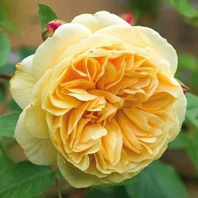 Саженцы роз ТИЗИНГ ДЖОРДЖИЯ английская в Чите