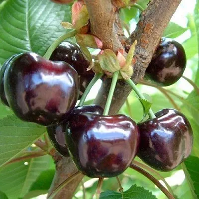 Черешня МУСКАТНАЯ  Черешня МУСКАТНАЯ в Чите