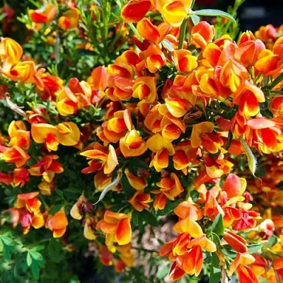 Ракитник АНДРЕАНУС  Ракитник АНДРЕАНУС в Чите