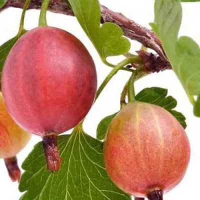 Крыжовник ЯРКИЙ  Крыжовник ЯРКИЙ в Чите