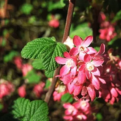 Смородина кроваво-красная ПУЛБОРО СКАРЛЕТ  в Чите