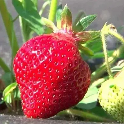 Клубника ХОНЕЙ  Клубника ХОНЕЙ в Чите