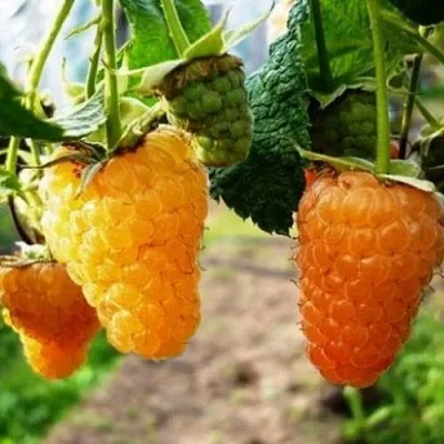 Малина ОРАНЖЕВОЕ ЧУДО  Малина ОРАНЖЕВОЕ ЧУДО в Чите