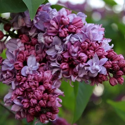 Сирень П.П.КОНЧАЛОВСКИЙ  Сирень П.П.КОНЧАЛОВСКИЙ в Чите