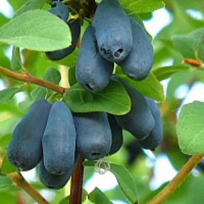 Жимолость съедобная ЮГАНА в Чите