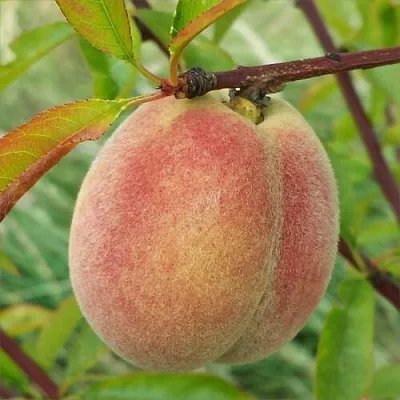 Персик ЕЛГАВСКИЙ  Персик ЕЛГАВСКИЙ в Чите