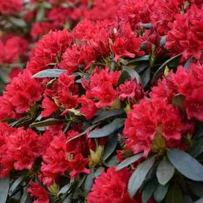 Рододендрон БУЗУКИ  Рододендрон БУЗУКИ в Чите