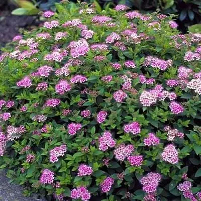 Спирея ЛИТЛ ПРИНЦЕСС японская  Спирея ЛИТЛ ПРИНЦЕСС японская в Чите