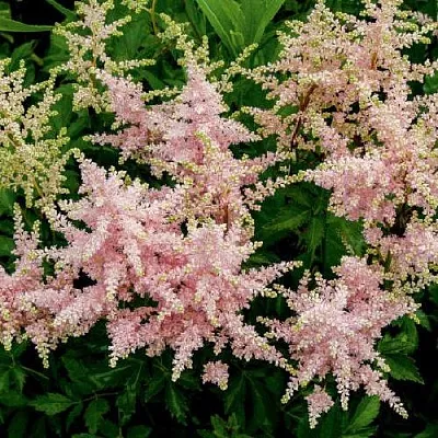 Астильба СЕСТРА ТЕРЕЗА Арендса  Астильба СЕСТРА ТЕРЕЗА Арендса в Чите