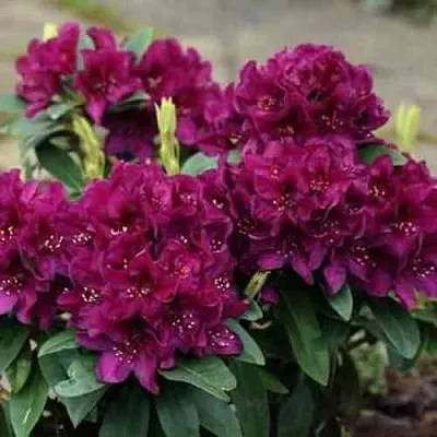 Рододендрон КАЛИ  Рододендрон КАЛИ в Чите