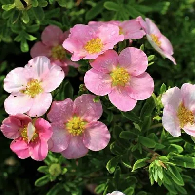 Лапчатка ЛАВЛИ ПИНК кустарниковая  Лапчатка ЛАВЛИ ПИНК кустарниковая в Чите