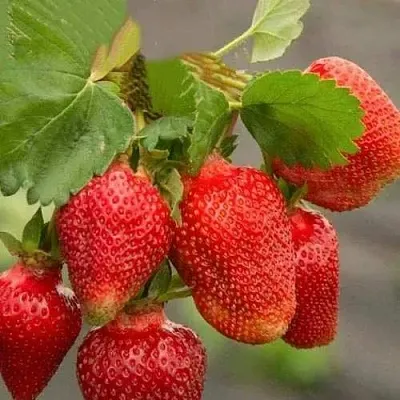 Клубника АЗИЯ  Клубника АЗИЯ в Чите