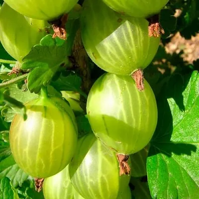 Крыжовник МАЛАХИТ  Крыжовник МАЛАХИТ в Чите